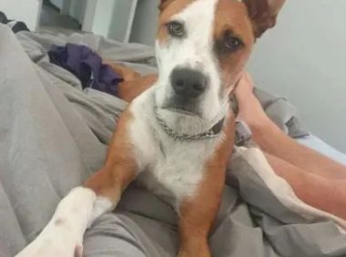 带狗狗去女朋友家玩，它却把家都拆了