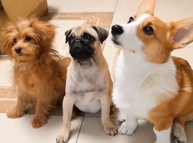 为了有个家,流浪狗极力讨好人类,被宠物狗驱赶也不愿离开