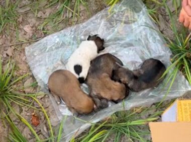 5只刚出生小狗被遗弃,女生和同事齐心救助,医生说只能听天由命