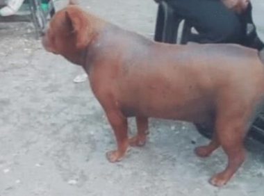 路边遇到一只脆皮狗,外焦里嫩,看着很好吃,动起来后扎心了