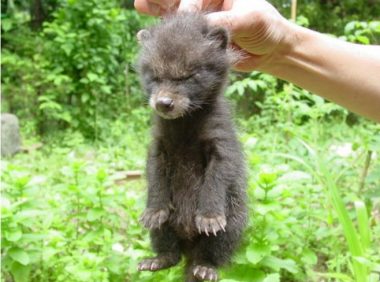 网友捡到5只小猫，兽医却说不是猫而是狗，但等它们长大后……