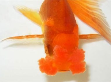 四绒球身份信息