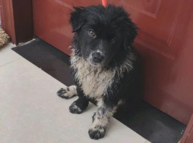 流浪狗傻傻的地跑烘焙店寻食,店员拎着就丟了出去,狗狗一脸无可奈何