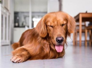 金毛犬和主人走失后，自己跑到宠物医院求助，金毛：我主人不见了