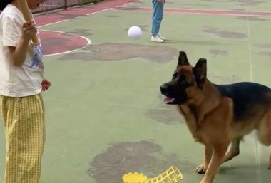 小女孩跟德牧玩棒球,狗子抢球,小女孩一棒子抡到了狗嘴上
