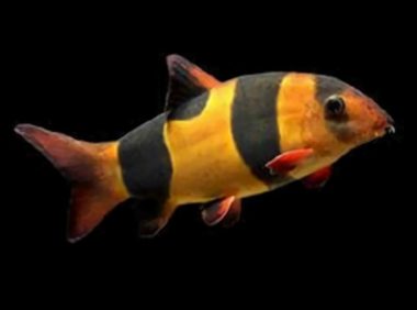 三间鼠鱼身份信息