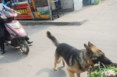“美女”德牧犬 帮助主人买菜巡逻