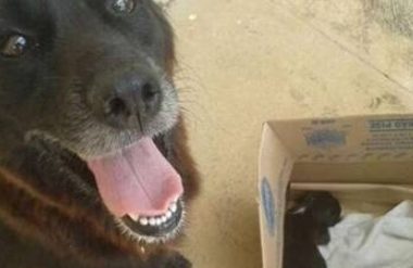 狗狗在垃圾桶旁找到一只被遗弃的小奶狗