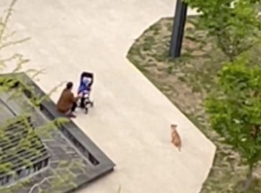 每当有人经过时,流浪狗都会热情求收养,结果却都被拒绝