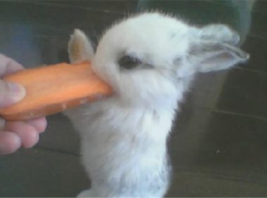 侏儒海棠兔身份信息