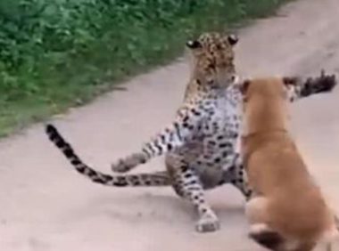 狗狗和豹子打了一架了，它公平正义很突显：它是一件非常值得自豪的事儿！