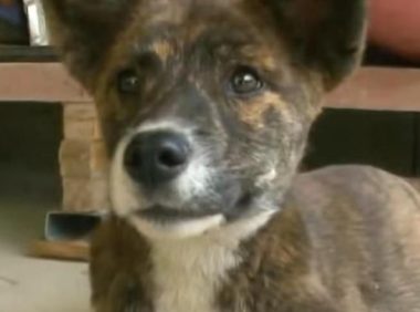 死去的狗狗从坟堆里爬了出来，靠坚强的意志爬行回家