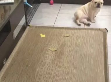 几箱桃子放地面上，被3只法斗开箱偷食了，狗：替你尝一尝甜不甜！