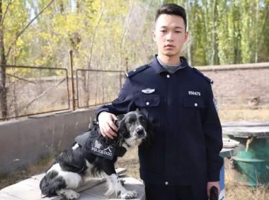 史宾格搜爆犬——米乐