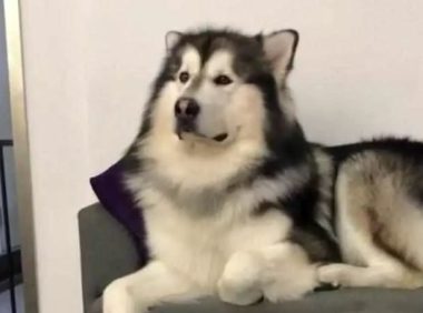 一百多斤大狗被吉娃娃吼，哭的像孩子，哄到一半主人笑了，哈哈哈…