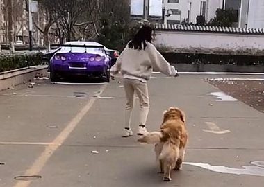 女主出门遛狗,模仿金毛走路,金毛看到后愣住……