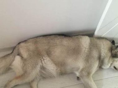 二哈被低价卖出到狗肉店,小伙狠不下心将它救下,获知原因后恼怒不己