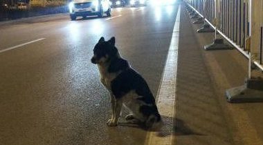 现实版的忠犬八公！小狗苦等车祸身亡女主人80天