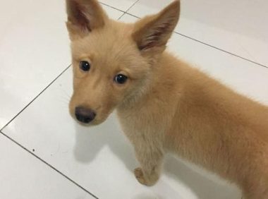 公交站一只流浪犬追随女生到了车，把它抱下车时的那一刻好舍不得