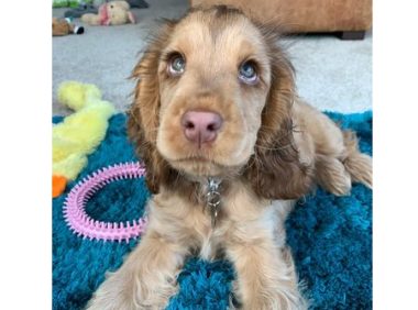 英国一只宠物狗因太好看被怀疑为毛绒玩具