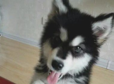二哈摇身一变化身为军犬,狗生做到巅峰之战