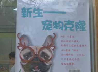 宠物狗可“永生”了？！花38万元帮狗狗“复活”，你愿意吗？