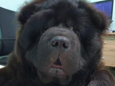 狗狗撞伤主人眼睛，本来爱睡觉的它突然黏人，一个小时看主人一次