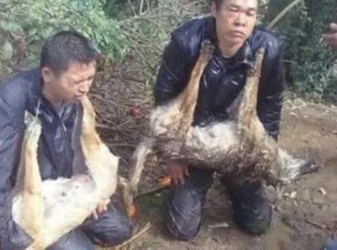 狗贩子入村偷狗，正巧被被村民逮个正着，处罚方法令人竞相关注