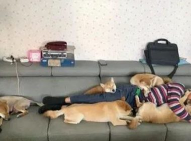 主人家在沙发上睡觉了,几个柴犬统统趴到他的身上,压力很大啊!