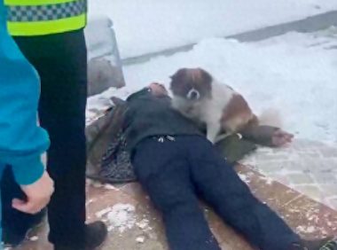 主人晕倒后狗狗寸步不离守在他身边，警察来赶它都不走，太忠诚了