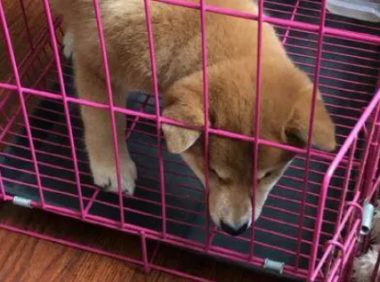 柴犬的笼子里还分了客厅和卧室,柴犬:卧室太小了!