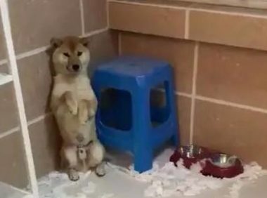 两条柴犬拆家被抓,一条积极承认错误,另一条狗狗简直傲娇出天际