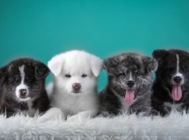“倔强的尾巴”猫犬主粮上线0差评 朝云集团加速布局千亿宠物市场
