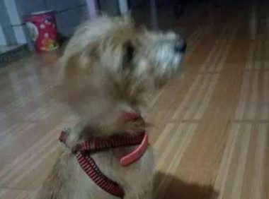 一位女子在下班途中捡到一只流浪狗,可带回家后爸爸却让她丢掉,最后……