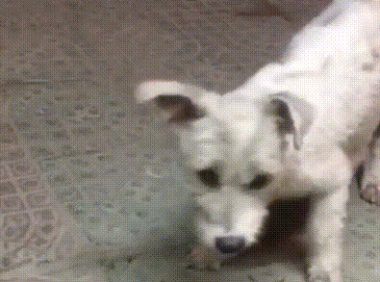 流浪狗殷勤讨好路人，只为给孩子找一个家：我的孩子不能再流浪