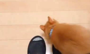 主人坐着不动，猫咪走过却多次被绊倒！原来是一只黏人心机猫！