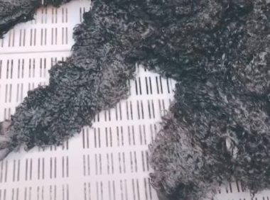 马路边捡到一头流浪狗,看了就很脏,洗剪吹后发觉捡到宝!