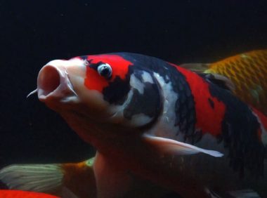 昭和三色身份信息