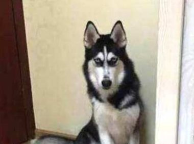 狗狗叼着一个桶离家出走，当看清楚桶里面的东西时主人都傻眼了！