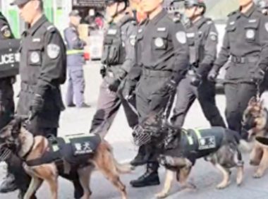 在一群德牧警犬中发现了只柯基警犬