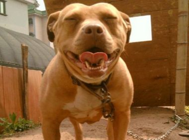 幼子遭朋友的比特犬攻击致死 母亲大度原谅