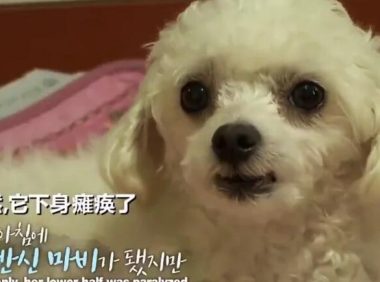 狗狗突然后肢瘫痪,坚持爬到门口迎接主人,检查令人无奈