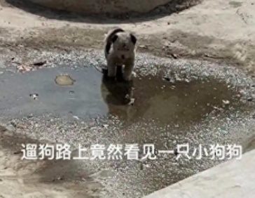 遛狗时遇到一只脏兮兮的小狗，女生果断带回家，洗完澡变得超可爱