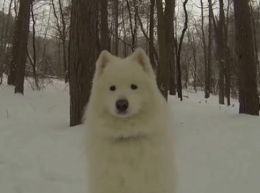 小哥养了只大白狗,让他头疼的却是“狗毛”,养的是绵羊吧?