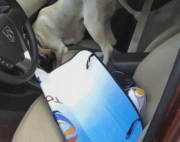 狗子成精的多了，自己系安全带还头次见！网友：为这安全意识点赞