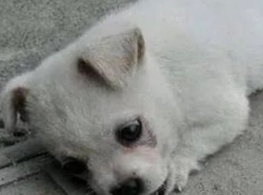 流浪狗每天趴在井盖旁边流泪,甚是奇怪,了解真相后让人很心疼