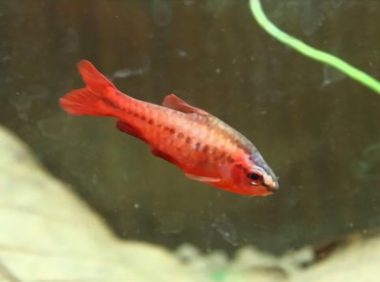 樱桃灯鱼身份信息