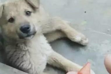 小土狗吃烤鸡翅，这么好的货，两口就啃个精光！