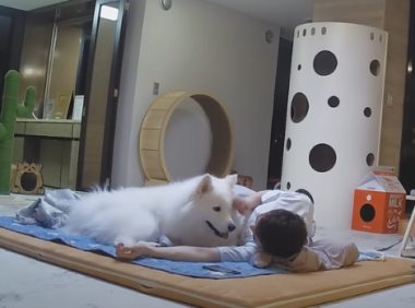 主人陪猫咪狗狗睡一晚,猫狗黏人差异立现:狗狗半夜还讨摸摸!