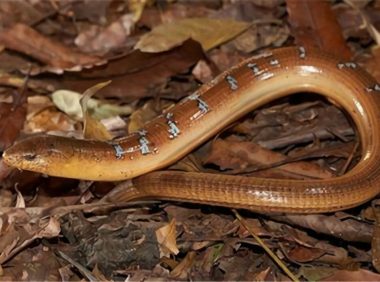 帝王蛇蜥身份信息